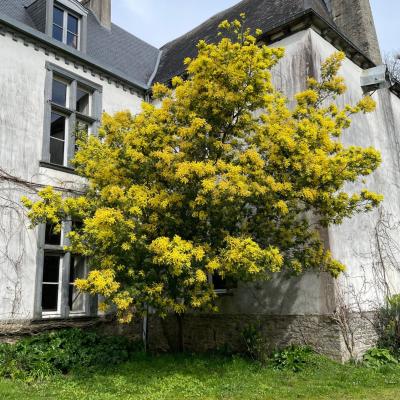 Le mimosa