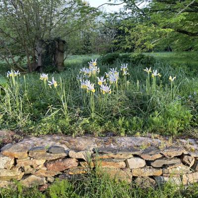 Les Iris