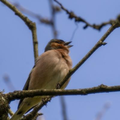 Oiseau qui chante