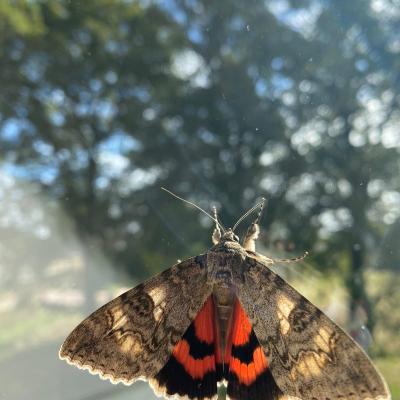 Papillon